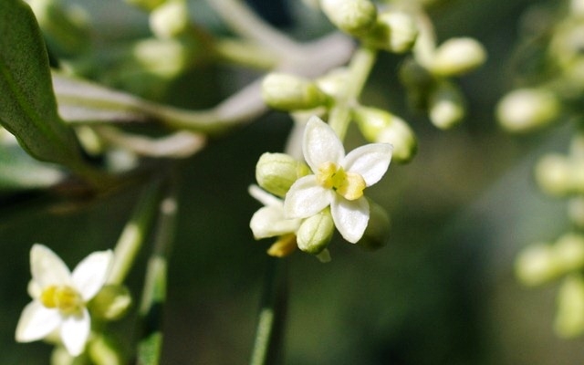 Obavijest maslinarima!