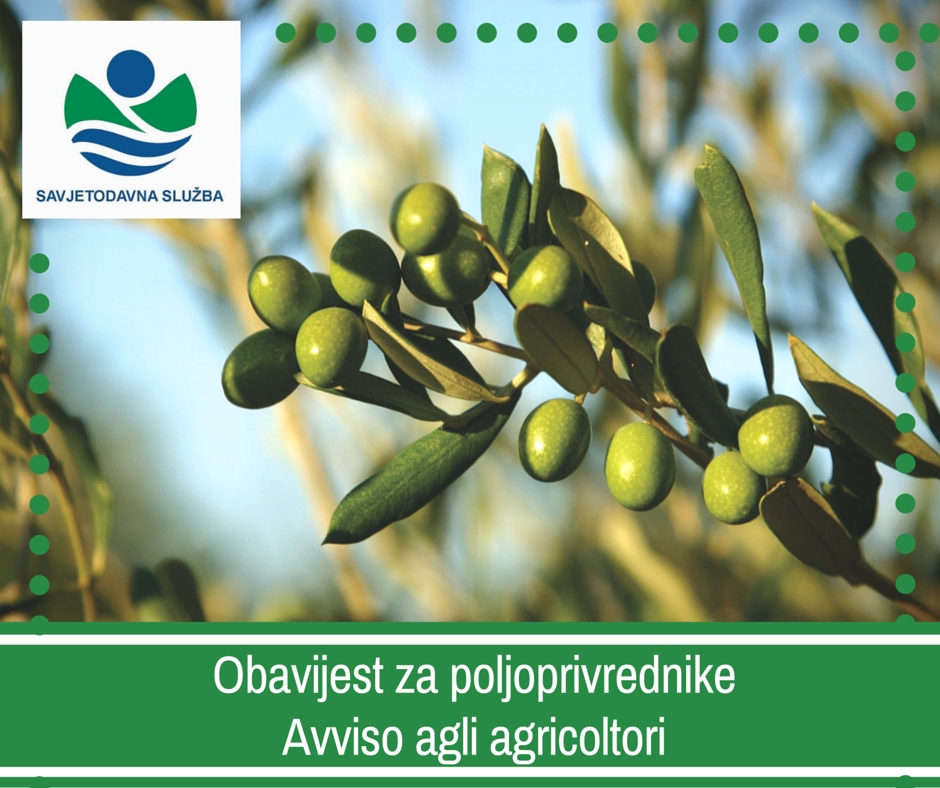 Obavijest maslinarima!