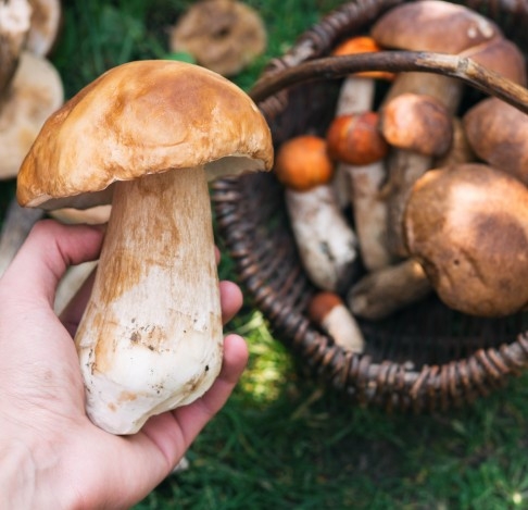 17esime GIORNATE DEI FUNGHI – 26 e 27 ottobre