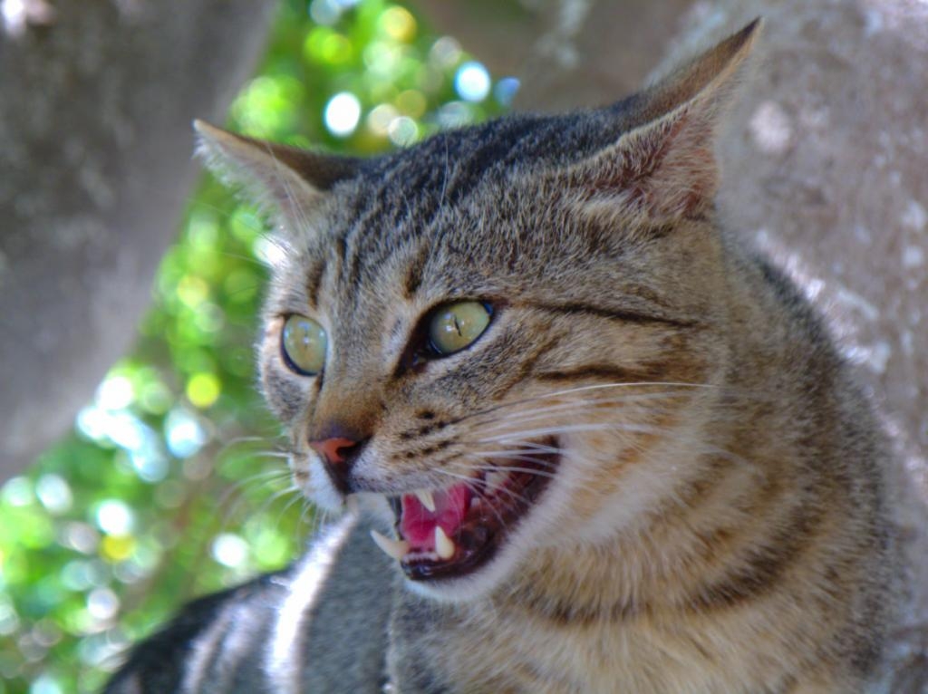 AVVISO PER LA CATTURA DEI GATTI RANDAGI