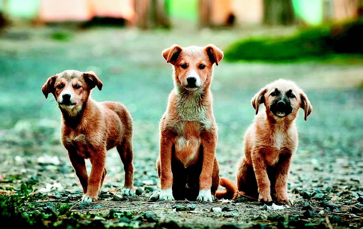 Doveri legali dei detentori di cani